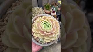 Echeveria Onslow echeveria succulent succulents plants succulentvarieties succulentsbaby [upl. by Eliades]