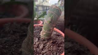 Dieffenbachia plant propagation from cutting🌱🌱dieffenbachiashortsyoutubeshorts [upl. by Cain302]