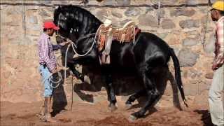 GATILLERO MR RANCHO LOS POTRILLOS [upl. by Fast]