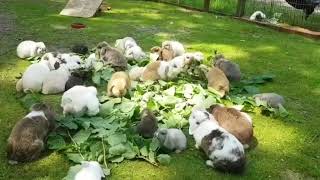 How To Gather 30 Holland Lop Rabbits in One Place [upl. by How679]