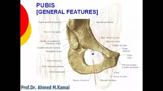 10 feature of pubis [upl. by Arved]