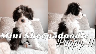 MINI SHEEPADOODLE PUPPY  Adding a new member to the family [upl. by Evette]