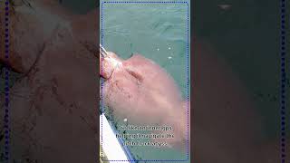 The Colossal Squid The Most Mysterious Creature on Earth [upl. by Gustaf]