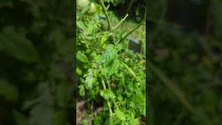 Hornworm Munching [upl. by Soule906]