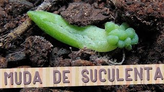 DIY  Como fazer mudas de suculentas [upl. by Lecrad865]