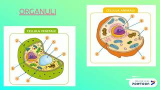 LE PARTI DELLA CELLULA [upl. by Naara]