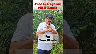 Free amp Organic NPK Boost for Your Plant  Rice Water Fertilizer [upl. by Linus]