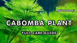 CABOMBA PLANTS FULL CARE GUIDE  HOW TO GROW CABOMBA HEALTHY IN AQUARIUM [upl. by Amalia]