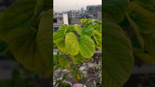 Bauhinia Variegata Plant  Kachnar Mountain Ebony  kachnar plants flowers [upl. by Ecaj]