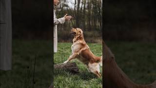 Basic Commands Every Dog Should Knowdogcommanddogcare [upl. by Isoais147]