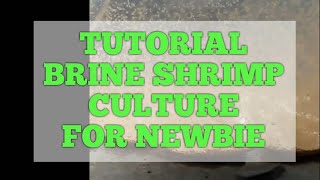 How to culture brine shrimp for betta fry food [upl. by Airdnas457]