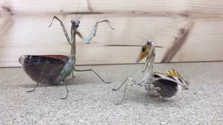 Mantis VS Mantis [upl. by Boni]