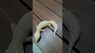 小蚂蚁养宠日记283 STRIPE TREMPER LEOPARD GECKO reptile gecko pets shortvideo shorts [upl. by Piers205]