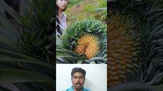 Rare pineapple harvasting அண்ணாச்சி பழம் 🍍🍍 fruitcrops fruitscultivationking fruit farming 🤔👍 [upl. by Schoenberg]