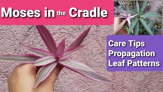 Tradescantia  Moses in the Cradle  Oyster Plant Propagation amp Care Tips [upl. by Shana636]