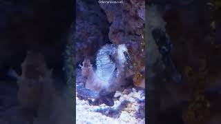 Seahorse Mating is Weird animals seahorse education [upl. by Teryn244]