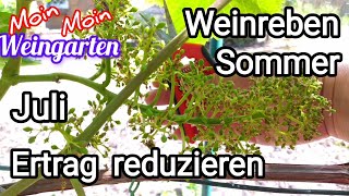 Weinrebe Sommer Ertrag reduzieren Juli Rebe schneiden [upl. by Ahsaek407]