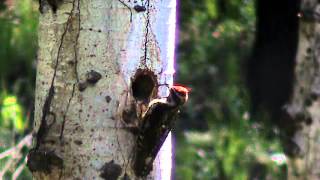 RedNaped Sapsucker Feeding Its Baby [upl. by Dix389]