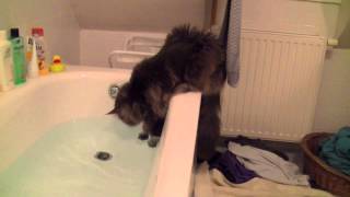 Maine Coons are playing with water [upl. by Lucais]