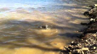 Snagging spoonbill James River Missouri 3232011 paddlefish [upl. by Jermain990]