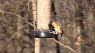 Goldfinch in winter plumage [upl. by Anidan]