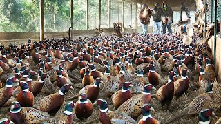 How to Pheasant Farm Produces Million Birds For Game ️ Modern Pheasant Hatchery Technology [upl. by Victorine274]