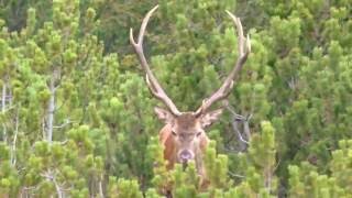 Kapitaler alter Rothirsch Berghirsch Wie alt ist er  roe deer [upl. by Yenruoj]