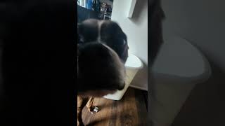 dog puppy funny cute song music pets 2024 hungrydog [upl. by Zebedee]