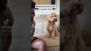 Bark At Your Dog  FUNNY Reaction [upl. by Hawkie]