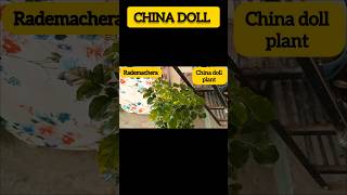 CHINA DOLL PLANT gardengreenvlog chinadollplant radermachera indoorplants plants youtubeshorts [upl. by Ojeitak]