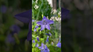 Harebell garden pollinators nativeplants bees flowers gardening plants [upl. by Ilka]