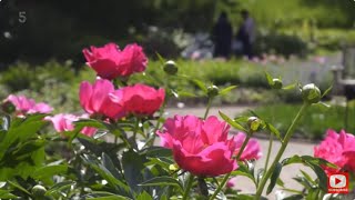 Kew Gardens  Year in the Bloom 4  The Peonies [upl. by Anit]