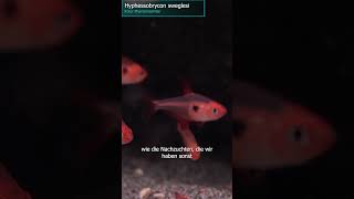 Roter Phantomsalmler  Hyphessobrycon sweglesi zoobox [upl. by Nilyarg]