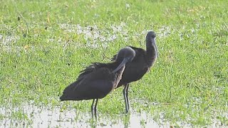 Glossy Ibis 2 Plus others on Somerset Levels midDec2023 [upl. by Innavoj]