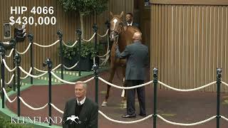 Alyeska sells 675000 at the 2024 Keeneland November Horses of Racing Age Sale [upl. by Zela]