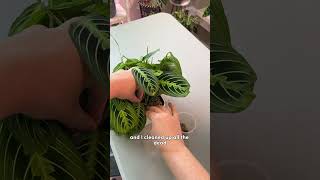 Maranta Water to Pon Update maranta plantcare houseplants [upl. by Aniret]