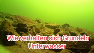 Wie verhalten sich Grundeln Unterwasser [upl. by Rogerg]