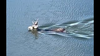 Buck swimming in Gualala River lagoon [upl. by Dorita]