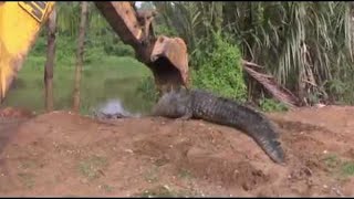 Giant Crocodile in Sri Lanka Rescued and Released  ViralHog [upl. by Nylarahs]