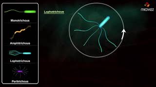 Flagella Arrangements  Arrangement of Bacterial Flagella [upl. by Acissehc205]