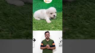 Shihtzu in Punjab puppy [upl. by Cartan]