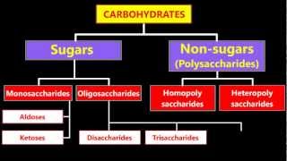 Classification Of Carbohydrates [upl. by Dnalloh156]