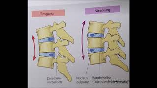 Aufbau und Funktion Bandscheibe [upl. by Sualocin250]