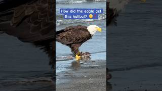 Bald Eagle caught a halibut or did it halibut fishing homer alaska baldeagle [upl. by Rehposirhc]