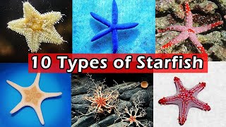 10 Types of Saltwater Starfish for Aquariums  10 Types of Saltwater Starfish [upl. by Terriss]