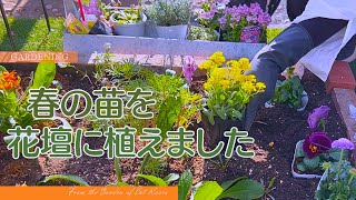 【ガーデニング】 春の花の植え付け 小さな寄せ植え 春に向けての庭作業 [upl. by Gruber]