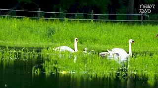 Harmony by the Water Swan Family With Ducklings and a Storks Elegance [upl. by Natica828]