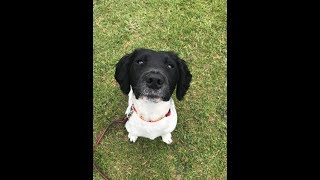 Lola  1 Yr Old Sprollie  3 Weeks Residential Dog Training [upl. by Eeuqram]