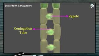 Reproduction in Spirogyra [upl. by Nevram651]