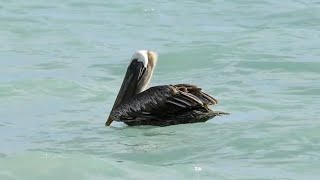 Pelicano  Pelecanus occidentalis 🙂 [upl. by Engedus834]